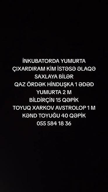 qaz yumurtasi: İNKUBATORA YUMURTA QOYMAQ İSTƏYƏN ƏLAQƏ SAXLAYA BİLƏR ÜNVAN MƏRDƏKAN — 1