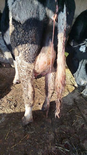 Коровы, быки: Продаю | Корова (самка) | Для молока | Привязанные — 9