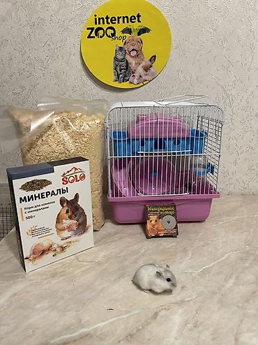 Хомяки: Продаются хомячки ручные. В нашем питомнике вы можете приобрести — 28