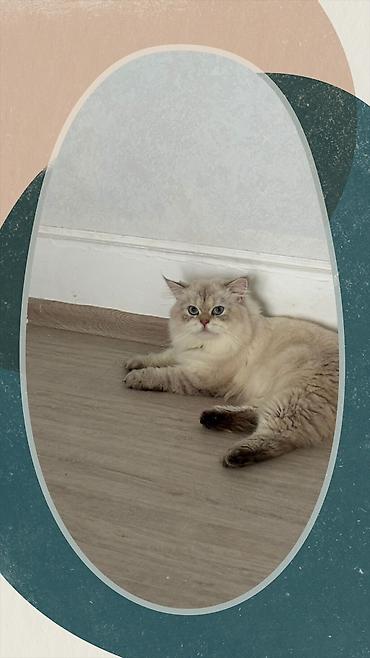 Pişiklər: Ragdoll cinsli balaca pişiklər - Cins: Ragdoll (sakit, mehriban və — 8