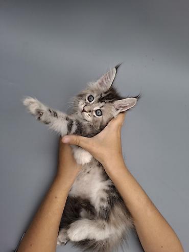 черный мейн кун: Мейн-кун, 1 месяц, Девочка, С документами — 5