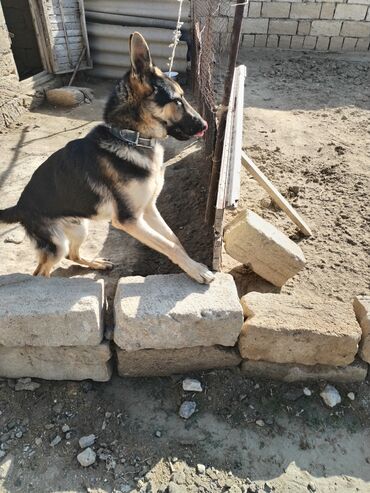 İtlər: Alman çoban iti, 6 ay, Erkek -da lalafo.az — 4 İtlər: Alman çoban iti, 6 ay, Erkek — 4