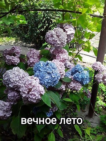 Гортензия: Саженцы — 1