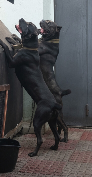 İtlər: Kane-Korso, 2 il, Erkek, Peyvəndli, Ünvandan götürmə — 2