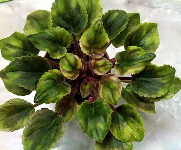 Фиалки и глоксинии: 🌱🌺🌱 Продаю сортовые ДЕТКИ стандартных фиалок🌱🌺🌱. Цены от 80-150 сом — 16