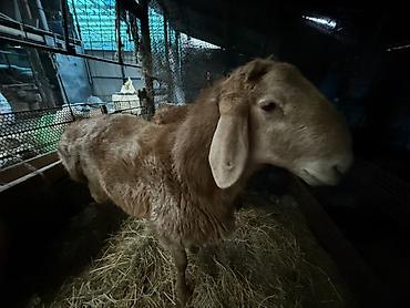 Баран, овца: Продаю | Баран (самец) | Для разведения | Осеменитель — 10