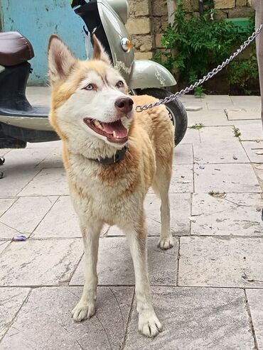 Balıqlar: Xaski, 3 il, Dişi, Peyvəndli, Ünvandan götürmə
