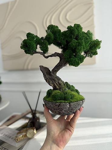 Декоративные цветы: Деревья-бонсай из натурального стабилизированного мха🌳 -это — 95