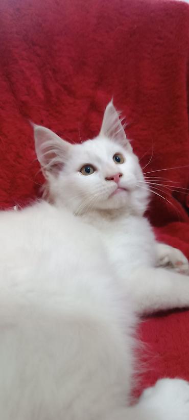 Кошки: Мейнкуны ♥️♥️♥️ Продаётся Чистокровный, Эксклюзивный котик Мейн-Кун🥰 — 5
