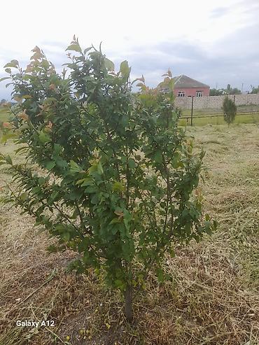 Tinglər: Meyvə ağacları – yerüstü köklü kollar - Növ: daş meyvə ailəsi — 9