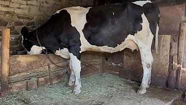 Телята: Simental inek 1 qarin dogub hal hazirda 10 litr sud verir. Cox yeke at lalafo.az — 1 Телята: Simental inek 1 qarin dogub hal hazirda 10 litr sud verir. Cox yeke — 1