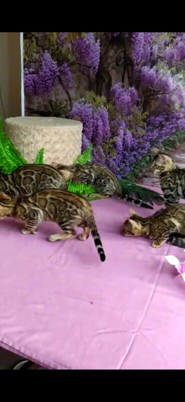 Продажа кошек: Бенгальские котята Проф.Питомник Бен Гла Мур предлагает.чудесных — 8