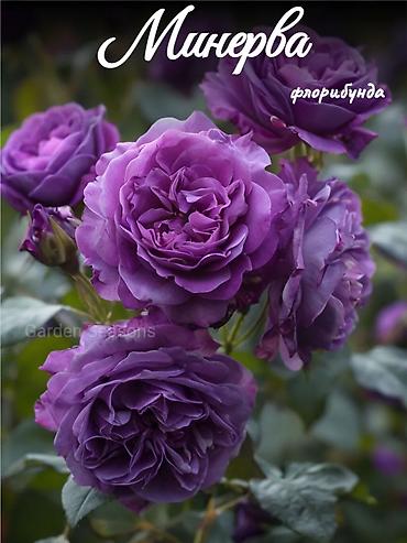 Роза: Садовые розы (кустарниковые/чайно-гибридные, крупноцветковые — 6