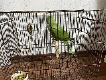 papuqay barter: Yaşıl rəngli üzükboyun papuqay (Aleksandr/quşu) – ələyatımlı və — 5