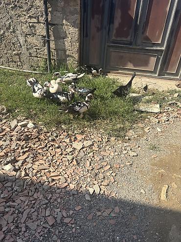 pinqivin ordek: Lal ordekler satilir erkey 17m disi 15 m 1,2 aya yumurtaya dusecekler — 4