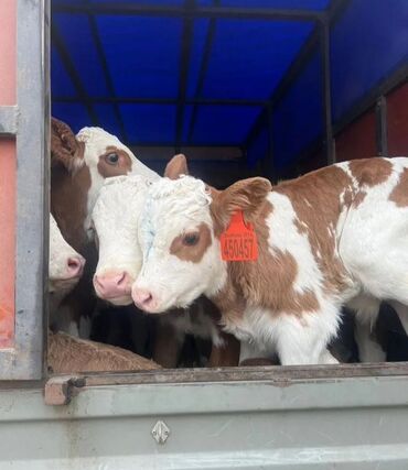 Dana, buzov: Dana, buzov, Dişi, Simental, ay: 1, Damazlıq, Ətlik, Rayonlara çatdırılma, Pulsuz çatdırılma, Ödənişli çatdırılma — 3