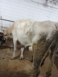 продаю музоо торпок корова самка бык самец айрширская ангус алатауская на забой для разведения на откорм племенные нетель привязанные: Продаю | Корова (самка), Бык (самец) | Голштин, Алатауская | Для разведения, Для молока | Племенные, Стельные, После отела