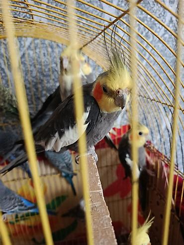 dalmatin satilir: Növ: Dalmatin və boz rəng çalarlı nimfa (cockatiel) papağanları və — 3