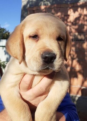 Psi: Labrador štenci na prodaju u žutoj i crnoj boji, oba pola u ponudi — 8