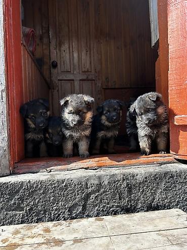 Продажа собак: Немецкая овчарка, классический черно‑рыжий окрас. Плотный подшерсток — 13