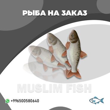 рыба каракол: MUSLIM FISH. Толстолоб-Вес от 2 кг-до 7,5кг Закажи рыбу прямо к себе