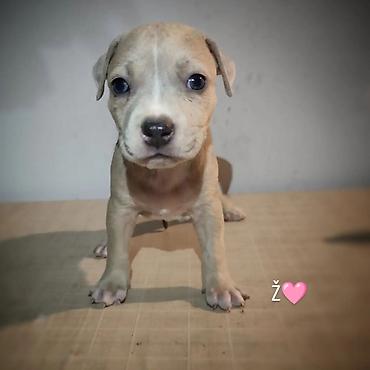 Dogs: Stenci pitbula ostenjeni 05.08. Primili prvu vakcinu kao i preventivu — 3
