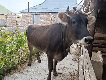 Продам с/х животных: Продаю | Корова (самка) | Для разведения | Стельные, Отела не было, Искусственник — 1