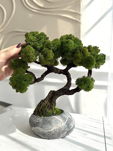 Декоративные цветы: Деревья-бонсай из натурального стабилизированного мха🌳 -это — 98