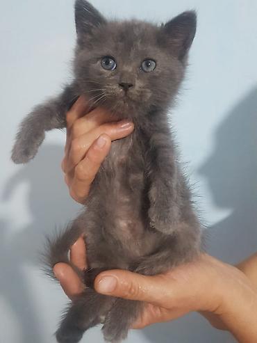 Кошки: Шотландские котята: скоттиш-страйт и скоттиш-фолд - Окрас: сплошной — 1