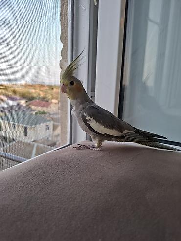 pidbul balasi: Salam. 3 ayliq ter temiz karella balasi. oz qusumun balasidi. tam — 5