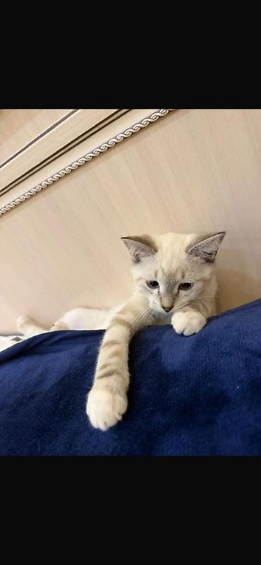 Сиамская, 5 месяцев, Мальчик