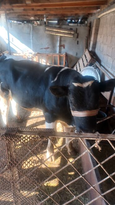 купить породистую собаку: Продаю | Бык (самец) | Голштин | Для разведения | Племенные