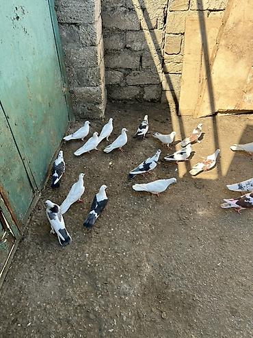 Голуби: Salam 19 qusdu hamsi saglam qusdardi — 2