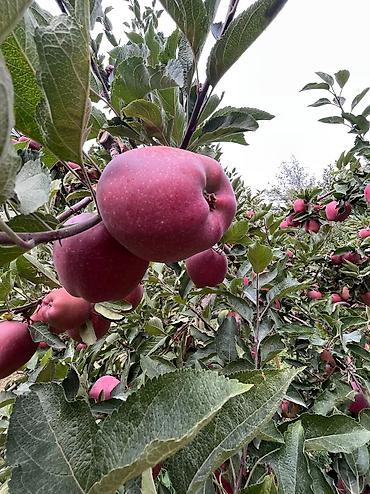 Яблоки: Яблоки Крипсон, Оптом — 7