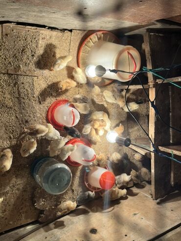 отдам котёнка в добрые руки: Куриные цыплята, Для разведения at lalafo.az отдам котёнка в добрые руки: Куриные цыплята, Для разведения