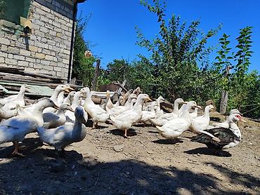 dorado balığı qiyməti: Salam, ciddi alıcılar əlaqə saxlasın zəhmət olmasa, Pekin ördəkləri — 2