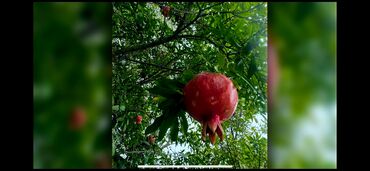 Bağ evlərinin satışı: Sumqayıt, 150 kv. m, 5 otaqlı, Hovuzlu, Kanalizasiya, Qaz, Su — 22