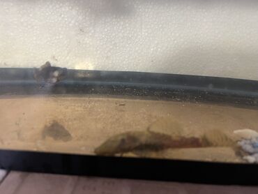 Balıqlar: Sülhsevər -da lalafo.az — 2 Balıqlar: Sülhsevər — 2