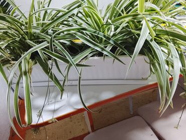 массажное кресло для дома недорого: Хлорофитум обычный и есть кудрявый