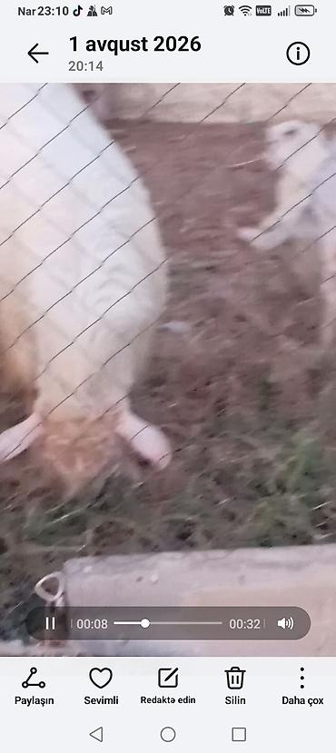 heleb keçileri: Erkey sane kecisi dir Satilir 3 tayin balasidir yaxşi balalar salir — 3