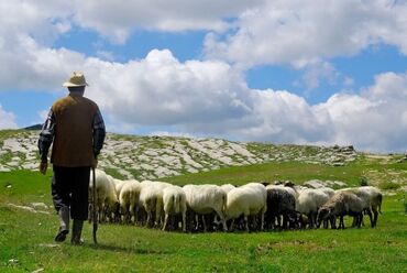 Вакансии: Требуется Пастух, Оплата Ежемесячно
