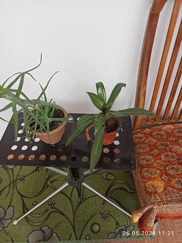 растения домашние: Другие комнатные растения