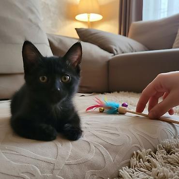 породистые котята даром: 2 месяца, Мальчик, Приучена к лотку — 3