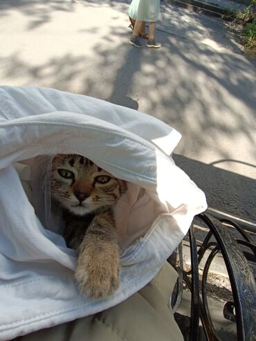 животные для дома: Котёнок срочно ищет себе дом, пожалуйста найдитесь