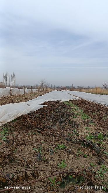 Ежевика: Ежомалина. Сорт ЛОХНЕСС. Адрес: Совхоз Ала-Тоо 50 сом шт at lalafo.kg — 7 Ежевика: Ежомалина. Сорт ЛОХНЕСС. Адрес: Совхоз Ала-Тоо 50 сом шт — 7