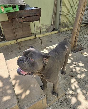 cane corso yavru: Kane-Korso, 2 il, Erkək, Peyvəndli, Ünvandan götürmə — 2