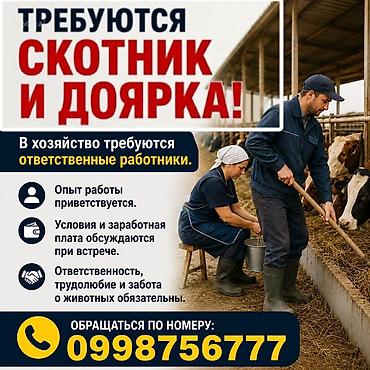 работы кафе: Вакансии: скотник и доярка. В сельскохозяйственное хозяйство требуются — 1