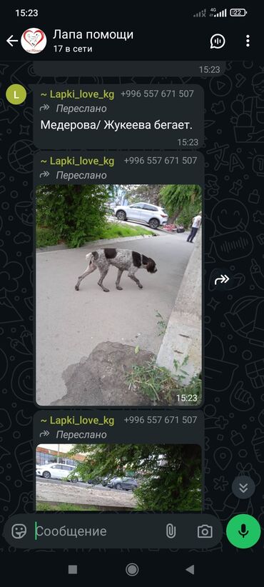 сколько стоит той терьер: Ит бекер берилет: 2 айлык, Ургаачы