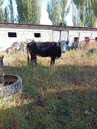 продаю дом маявка: 5 комнат, 200 м², 8 соток, Кочкор, Собственник — 3