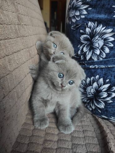 Pişiklər: Şotland yastı qulaq, Dişi, Erkək, Ünvandan götürmə — 11